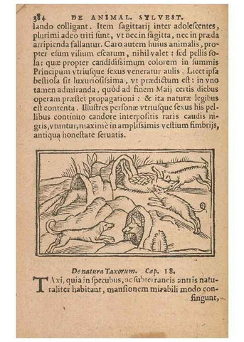 Reproducción/Reproduction 15635799305: Historiae de gentibus septentrionalibus /. Antverpiae :Apud Ioannem Bellerum,[ca. 1557]