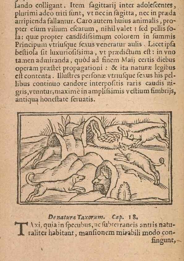 Reproducción/Reproduction 15635799305: Historiae de gentibus septentrionalibus /. Antverpiae :Apud Ioannem Bellerum,[ca. 1557]