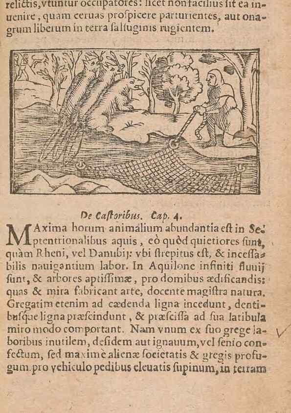 Reproducción/Reproduction 15015560883: Historiae de gentibus septentrionalibus /. Antverpiae :Apud Ioannem Bellerum,[ca. 1557]