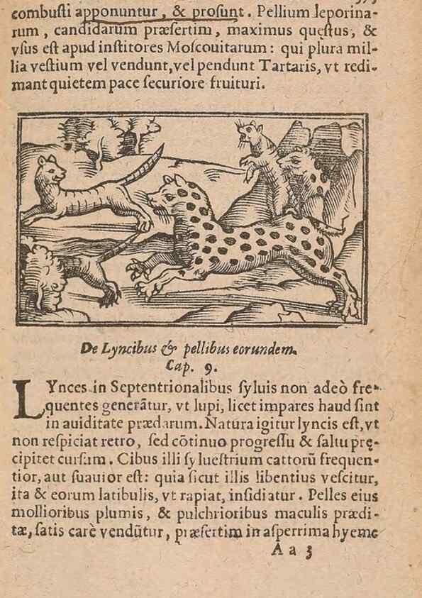 Reproducción/Reproduction 15015004234: Historiae de gentibus septentrionalibus /. Antverpiae :Apud Ioannem Bellerum,[ca. 1557]
