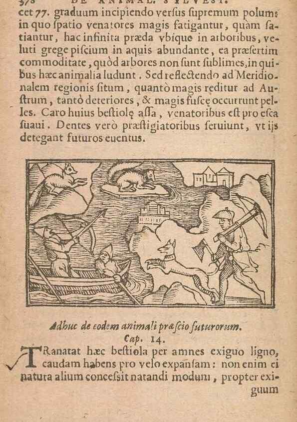 Reproducción/Reproduction 15015598833: Historiae de gentibus septentrionalibus /. Antverpiae :Apud Ioannem Bellerum,[ca. 1557]