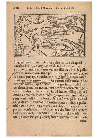Reproducción/Reproduction 15450192950: Historiae de gentibus septentrionalibus /. Antverpiae :Apud Ioannem Bellerum,[ca. 1557]