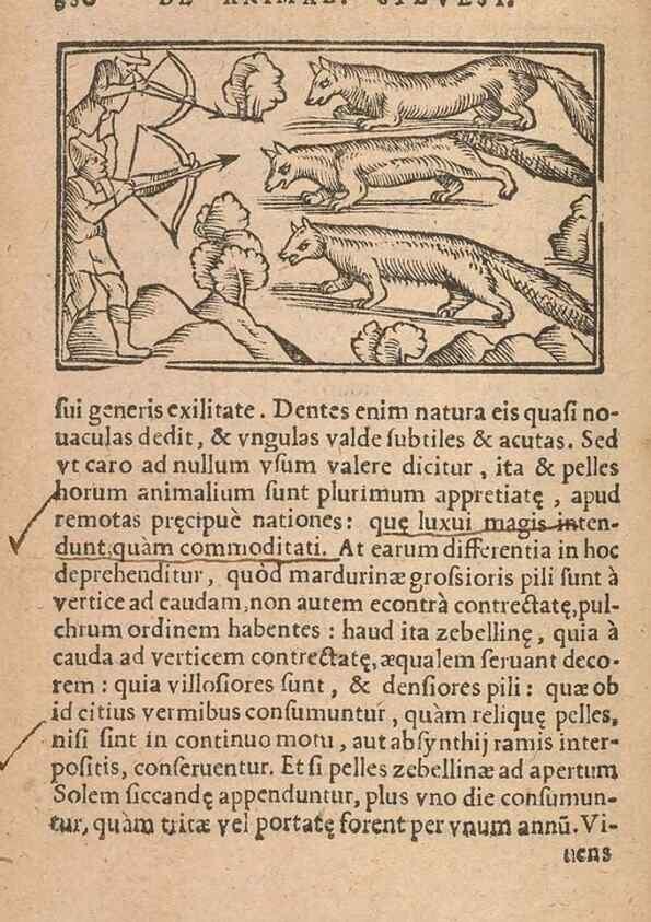 Reproducción/Reproduction 15450192950: Historiae de gentibus septentrionalibus /. Antverpiae :Apud Ioannem Bellerum,[ca. 1557]