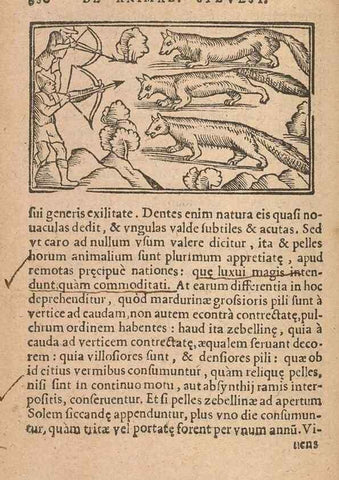 Reproducción/Reproduction 15450192950: Historiae de gentibus septentrionalibus /. Antverpiae :Apud Ioannem Bellerum,[ca. 1557]