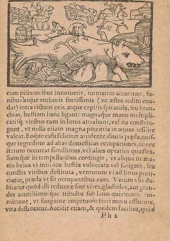 Reproducción/Reproduction 15015846263: Historiae de gentibus septentrionalibus /. Antverpiae :Apud Ioannem Bellerum,[ca. 1557]