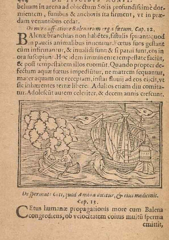 Reproducción/Reproduction 15449900048: Historiae de gentibus septentrionalibus /. Antverpiae :Apud Ioannem Bellerum,[ca. 1557]
