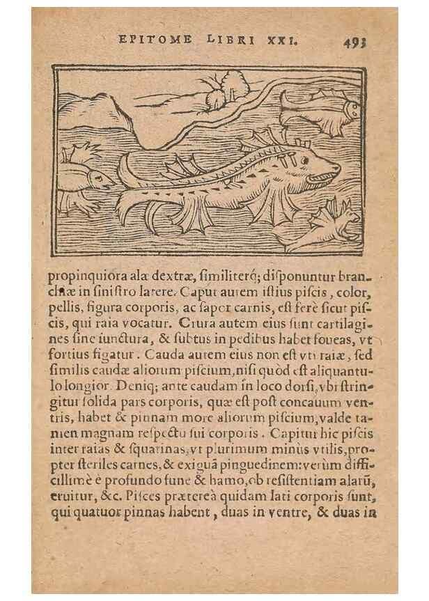 Reproducción/Reproduction 15636059355: Historiae de gentibus septentrionalibus /. Antverpiae :Apud Ioannem Bellerum,[ca. 1557]
