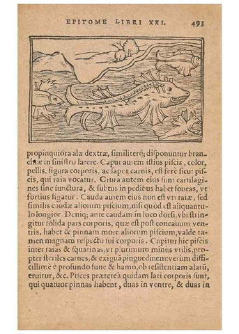 Reproducción/Reproduction 15636059355: Historiae de gentibus septentrionalibus /. Antverpiae :Apud Ioannem Bellerum,[ca. 1557]
