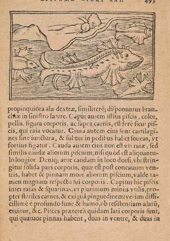Reproducción/Reproduction 15636059355: Historiae de gentibus septentrionalibus /. Antverpiae :Apud Ioannem Bellerum,[ca. 1557]