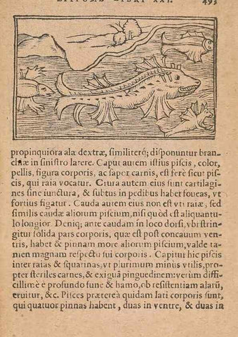 Reproducción/Reproduction 15636059355: Historiae de gentibus septentrionalibus /. Antverpiae :Apud Ioannem Bellerum,[ca. 1557]