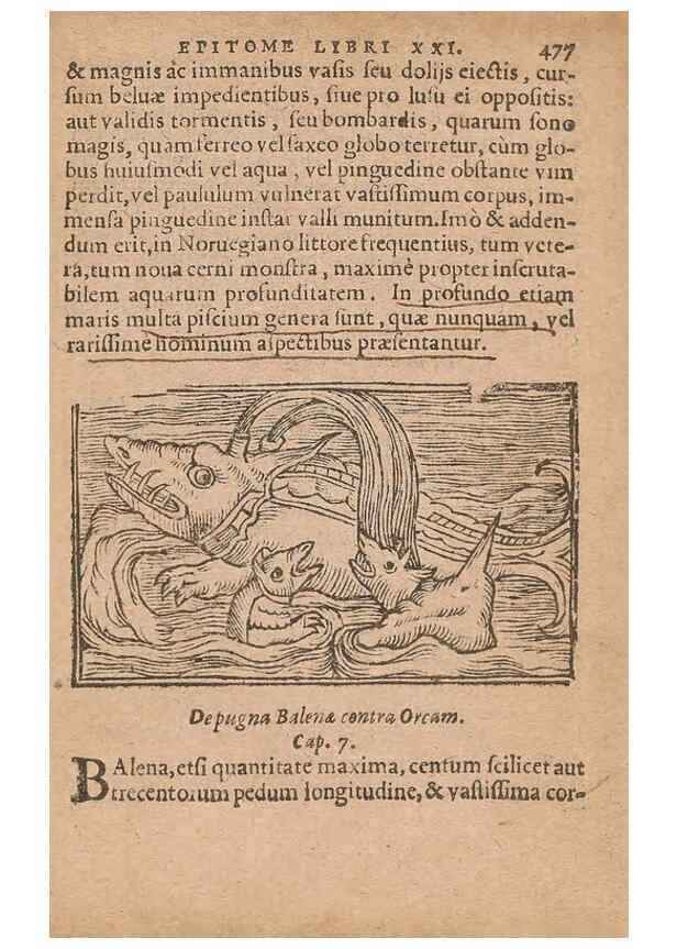 Reproducción/Reproduction 15015258544: Historiae de gentibus septentrionalibus /. Antverpiae :Apud Ioannem Bellerum,[ca. 1557]