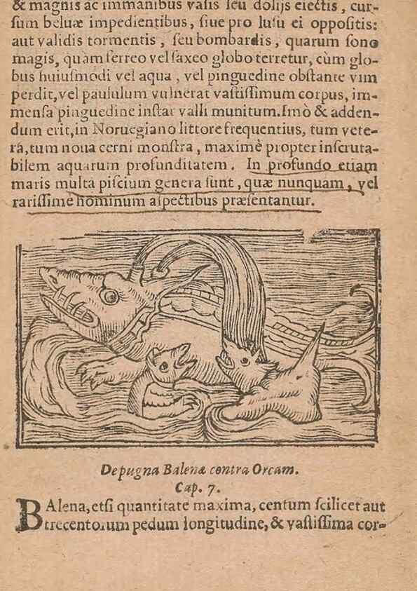 Reproducción/Reproduction 15015258544: Historiae de gentibus septentrionalibus /. Antverpiae :Apud Ioannem Bellerum,[ca. 1557]