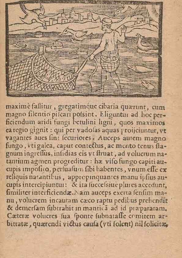 Reproducción/Reproduction 15612195446: Historiae de gentibus septentrionalibus /. Antverpiae :Apud Ioannem Bellerum,[ca. 1557]