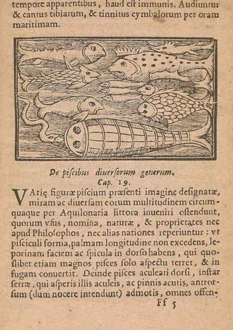 Reproducción/Reproduction 15633263431: Historiae de gentibus septentrionalibus /. Antverpiae :Apud Ioannem Bellerum,[ca. 1557]