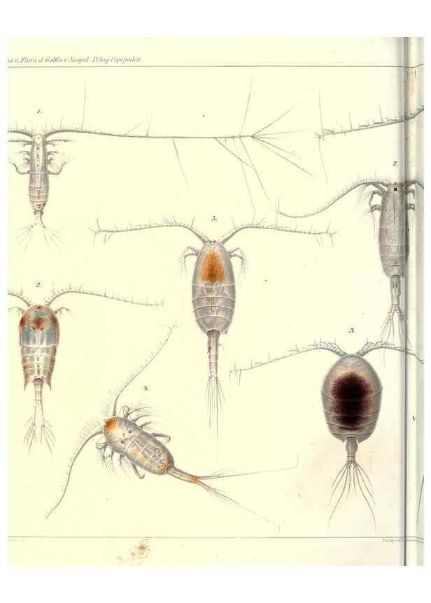 Reproducción/Reproduction 17935227678: Systematik und faunistik der pelagischen copepoden des golfes von Neapel und der angrenzenden meeres-abschnitte,. Berlin,R. Friedlander & sohn,1892.