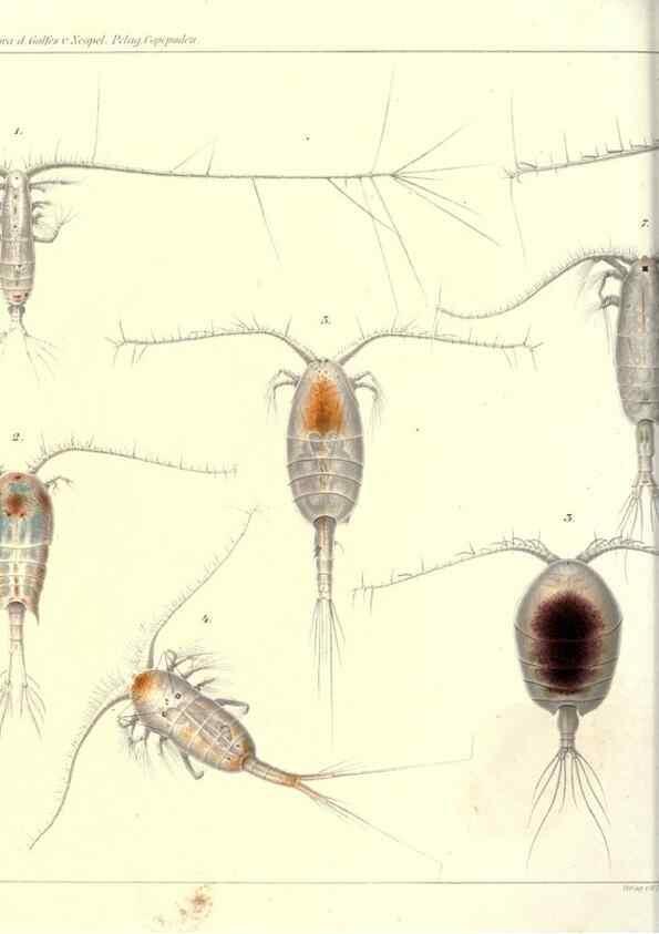 Reproducción/Reproduction 17935227678: Systematik und faunistik der pelagischen copepoden des golfes von Neapel und der angrenzenden meeres-abschnitte,. Berlin,R. Friedlander & sohn,1892.