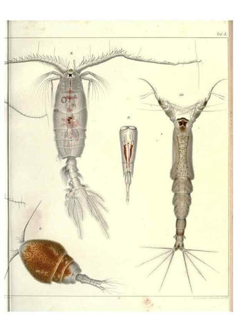 Reproducción/Reproduction 17935420590: Systematik und faunistik der pelagischen copepoden des golfes von Neapel und der angrenzenden meeres-abschnitte,. Berlin,R. Friedlander & sohn,1892.