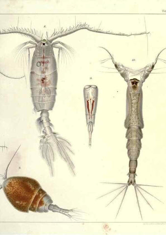 Reproducción/Reproduction 17935420590: Systematik und faunistik der pelagischen copepoden des golfes von Neapel und der angrenzenden meeres-abschnitte,. Berlin,R. Friedlander & sohn,1892.