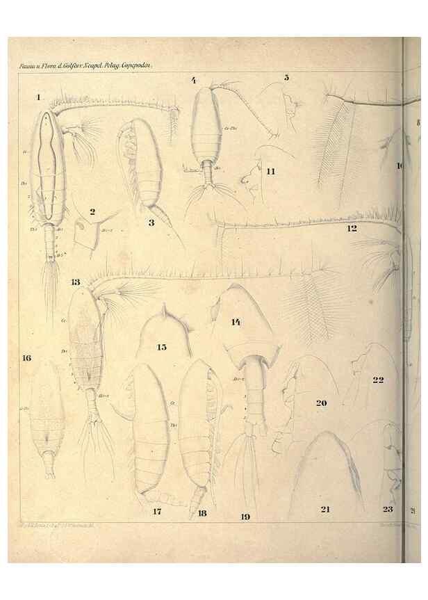 Reproducción/Reproduction 18124211381: Systematik und faunistik der pelagischen copepoden des golfes von Neapel und der angrenzenden meeres-abschnitte,. Berlin,R. Friedlander & sohn,1892.