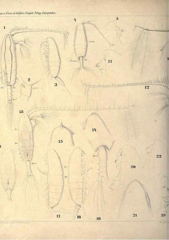 Reproducción/Reproduction 18124211381: Systematik und faunistik der pelagischen copepoden des golfes von Neapel und der angrenzenden meeres-abschnitte,. Berlin,R. Friedlander & sohn,1892.