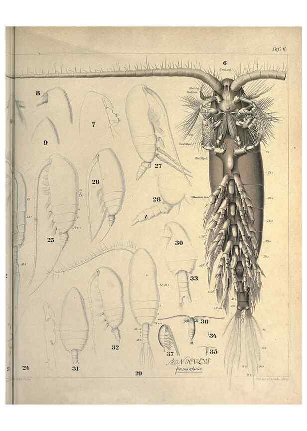 Reproducción/Reproduction 17500554344: Systematik und faunistik der pelagischen copepoden des golfes von Neapel und der angrenzenden meeres-abschnitte,. Berlin,R. Friedlander & sohn,1892.