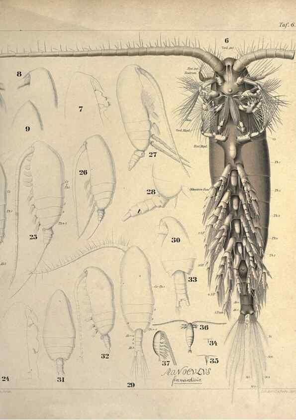 Reproducción/Reproduction 17500554344: Systematik und faunistik der pelagischen copepoden des golfes von Neapel und der angrenzenden meeres-abschnitte,. Berlin,R. Friedlander & sohn,1892.