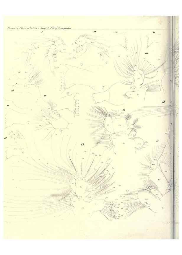 Reproducción/Reproduction 17935255328: Systematik und faunistik der pelagischen copepoden des golfes von Neapel und der angrenzenden meeres-abschnitte,. Berlin,R. Friedlander & sohn,1892.