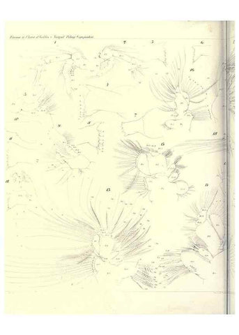 Reproducción/Reproduction 17935255328: Systematik und faunistik der pelagischen copepoden des golfes von Neapel und der angrenzenden meeres-abschnitte,. Berlin,R. Friedlander & sohn,1892.