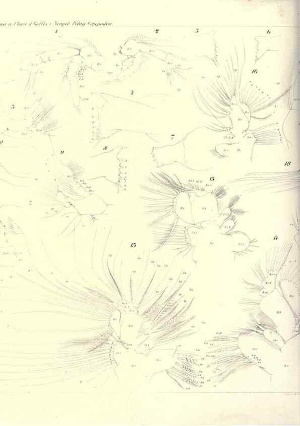 Reproducción/Reproduction 17935255328: Systematik und faunistik der pelagischen copepoden des golfes von Neapel und der angrenzenden meeres-abschnitte,. Berlin,R. Friedlander & sohn,1892.