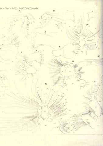 Reproducción/Reproduction 17935255328: Systematik und faunistik der pelagischen copepoden des golfes von Neapel und der angrenzenden meeres-abschnitte,. Berlin,R. Friedlander & sohn,1892.