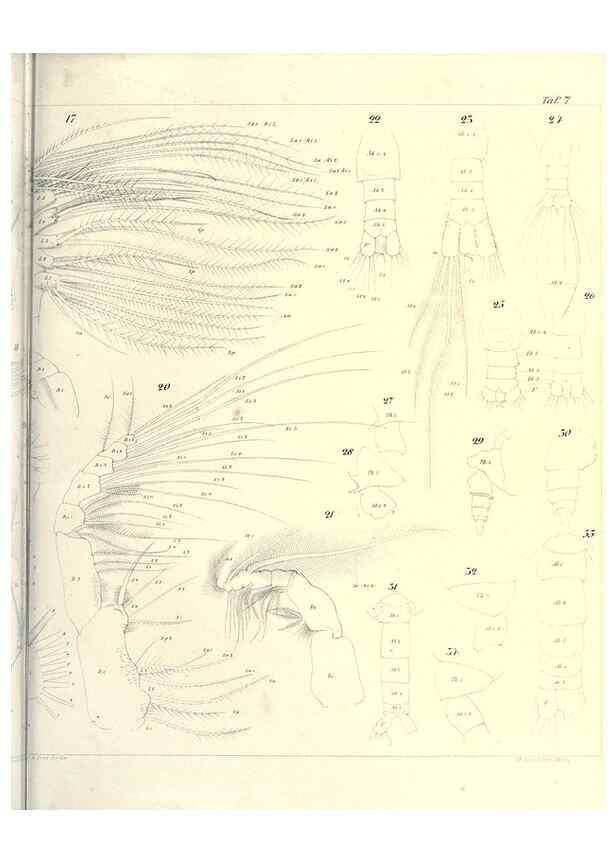 Reproducción/Reproduction 17500568704: Systematik und faunistik der pelagischen copepoden des golfes von Neapel und der angrenzenden meeres-abschnitte,. Berlin,R. Friedlander & sohn,1892.