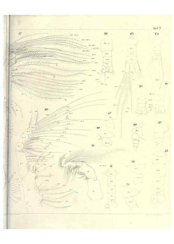 Reproducción/Reproduction 17500568704: Systematik und faunistik der pelagischen copepoden des golfes von Neapel und der angrenzenden meeres-abschnitte,. Berlin,R. Friedlander & sohn,1892.