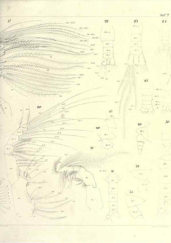 Reproducción/Reproduction 17500568704: Systematik und faunistik der pelagischen copepoden des golfes von Neapel und der angrenzenden meeres-abschnitte,. Berlin,R. Friedlander & sohn,1892.