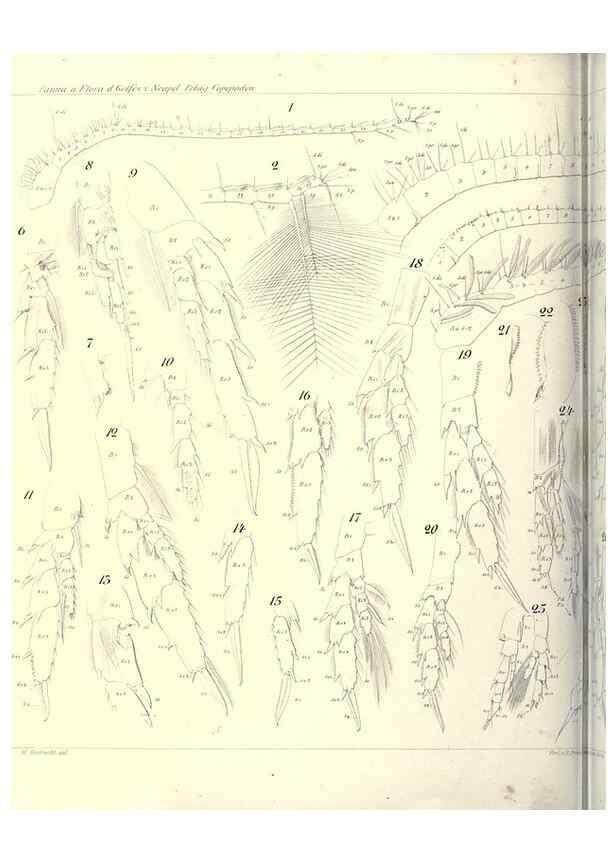 Reproducción/Reproduction 17502605933: Systematik und faunistik der pelagischen copepoden des golfes von Neapel und der angrenzenden meeres-abschnitte,. Berlin,R. Friedlander & sohn,1892.