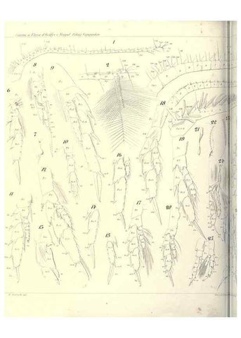Reproducción/Reproduction 17502605933: Systematik und faunistik der pelagischen copepoden des golfes von Neapel und der angrenzenden meeres-abschnitte,. Berlin,R. Friedlander & sohn,1892.