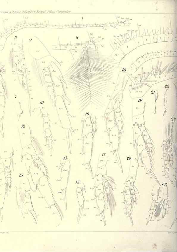 Reproducción/Reproduction 17502605933: Systematik und faunistik der pelagischen copepoden des golfes von Neapel und der angrenzenden meeres-abschnitte,. Berlin,R. Friedlander & sohn,1892.