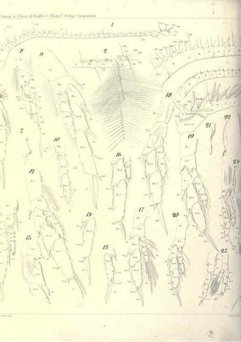 Reproducción/Reproduction 17502605933: Systematik und faunistik der pelagischen copepoden des golfes von Neapel und der angrenzenden meeres-abschnitte,. Berlin,R. Friedlander & sohn,1892.