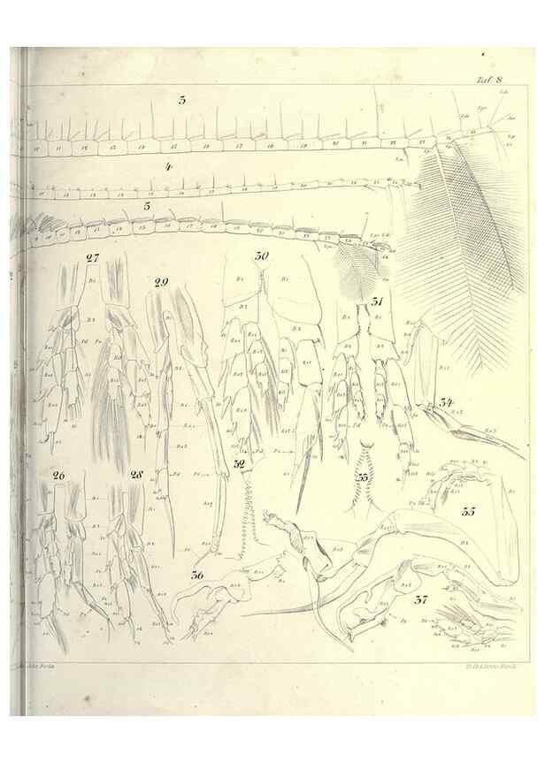 Reproducción/Reproduction 17935271648: Systematik und faunistik der pelagischen copepoden des golfes von Neapel und der angrenzenden meeres-abschnitte,. Berlin,R. Friedlander & sohn,1892.