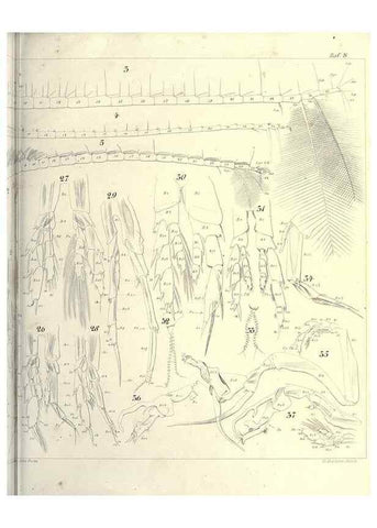 Reproducción/Reproduction 17935271648: Systematik und faunistik der pelagischen copepoden des golfes von Neapel und der angrenzenden meeres-abschnitte,. Berlin,R. Friedlander & sohn,1892.