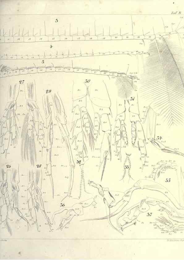 Reproducción/Reproduction 17935271648: Systematik und faunistik der pelagischen copepoden des golfes von Neapel und der angrenzenden meeres-abschnitte,. Berlin,R. Friedlander & sohn,1892.