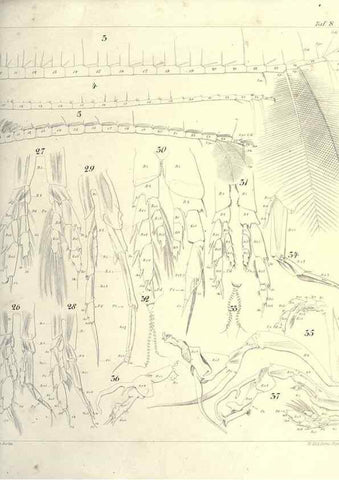 Reproducción/Reproduction 17935271648: Systematik und faunistik der pelagischen copepoden des golfes von Neapel und der angrenzenden meeres-abschnitte,. Berlin,R. Friedlander & sohn,1892.