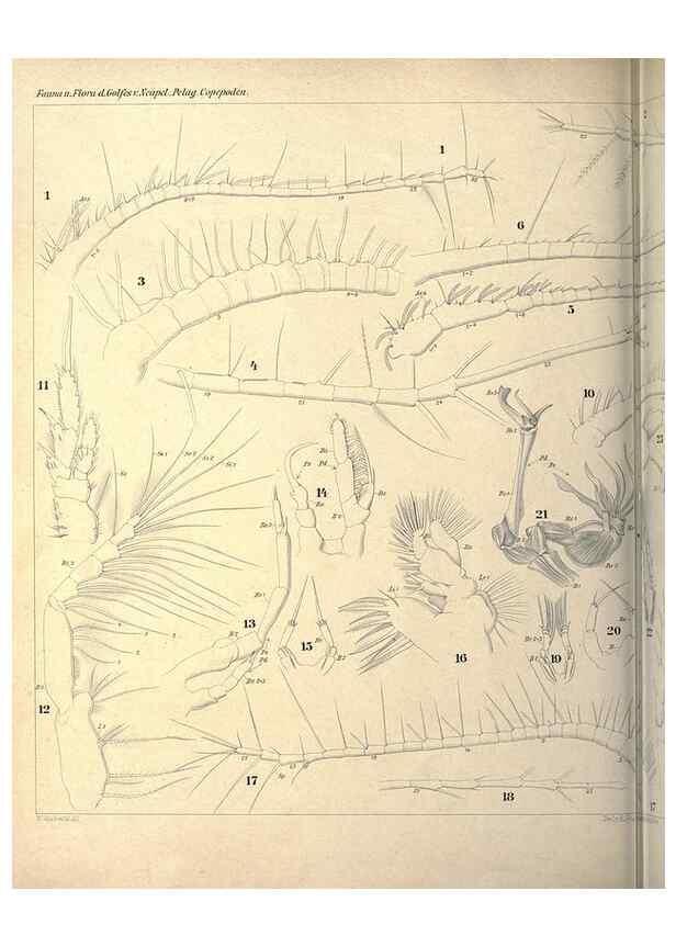 Reproducción/Reproduction 18124248521: Systematik und faunistik der pelagischen copepoden des golfes von Neapel und der angrenzenden meeres-abschnitte,. Berlin,R. Friedlander & sohn,1892.