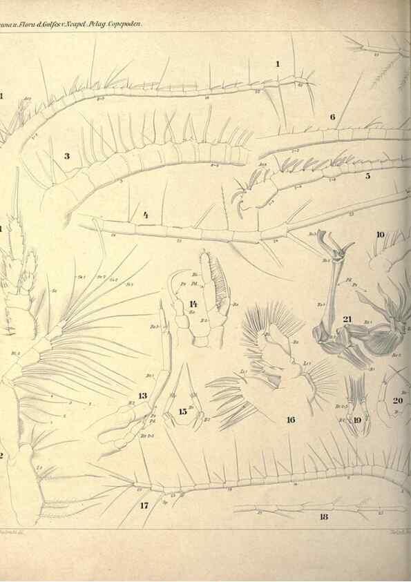 Reproducción/Reproduction 18124248521: Systematik und faunistik der pelagischen copepoden des golfes von Neapel und der angrenzenden meeres-abschnitte,. Berlin,R. Friedlander & sohn,1892.