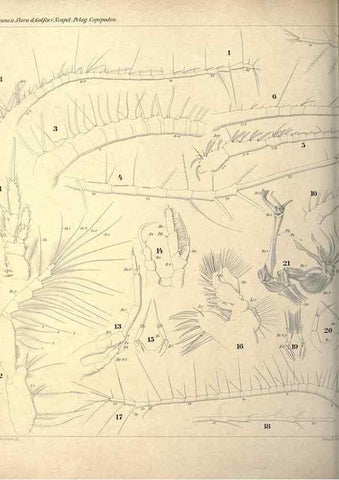 Reproducción/Reproduction 18124248521: Systematik und faunistik der pelagischen copepoden des golfes von Neapel und der angrenzenden meeres-abschnitte,. Berlin,R. Friedlander & sohn,1892.