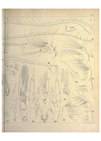 Reproducción/Reproduction 18123198645: Systematik und faunistik der pelagischen copepoden des golfes von Neapel und der angrenzenden meeres-abschnitte,. Berlin,R. Friedlander & sohn,1892.