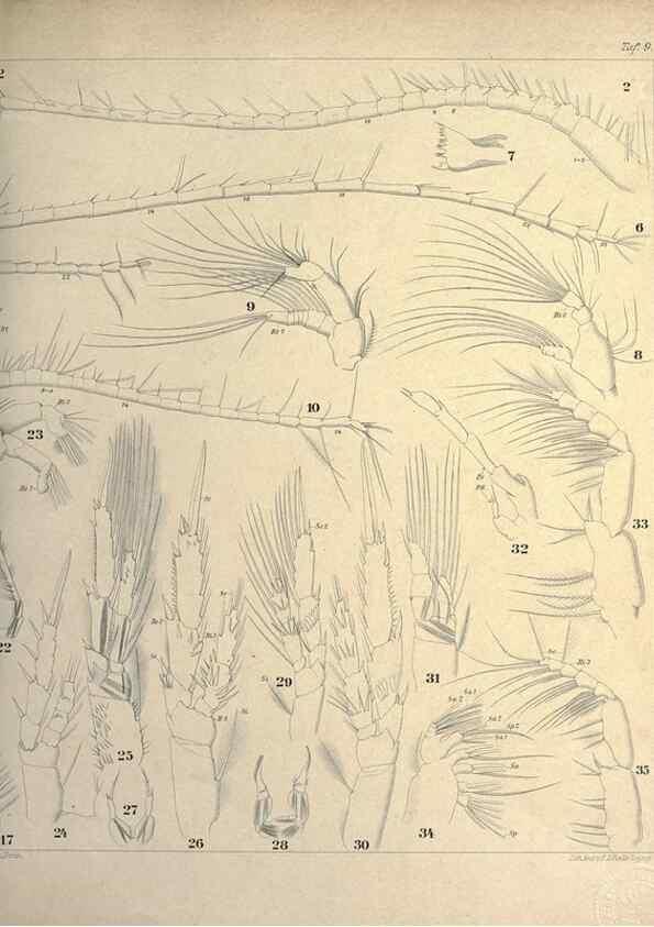 Reproducción/Reproduction 18123198645: Systematik und faunistik der pelagischen copepoden des golfes von Neapel und der angrenzenden meeres-abschnitte,. Berlin,R. Friedlander & sohn,1892.