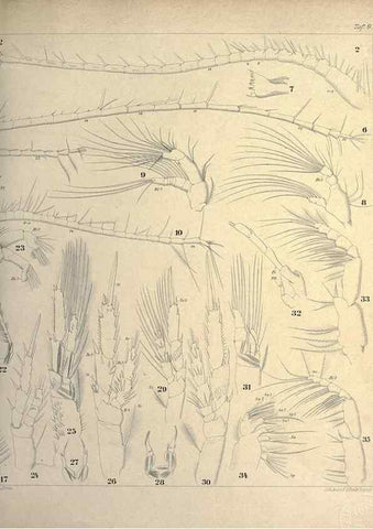 Reproducción/Reproduction 18123198645: Systematik und faunistik der pelagischen copepoden des golfes von Neapel und der angrenzenden meeres-abschnitte,. Berlin,R. Friedlander & sohn,1892.