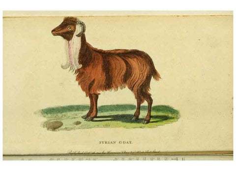 Reproducción/Reproduction 19528548124: The Naturalist's Pocket Magazine or compleat cabinet of the curiosities and beauties of nature.. London.