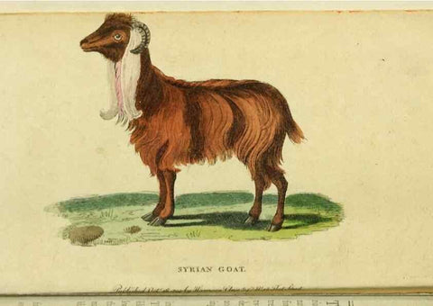 Reproducción/Reproduction 19528548124: The Naturalist's Pocket Magazine or compleat cabinet of the curiosities and beauties of nature.. London.