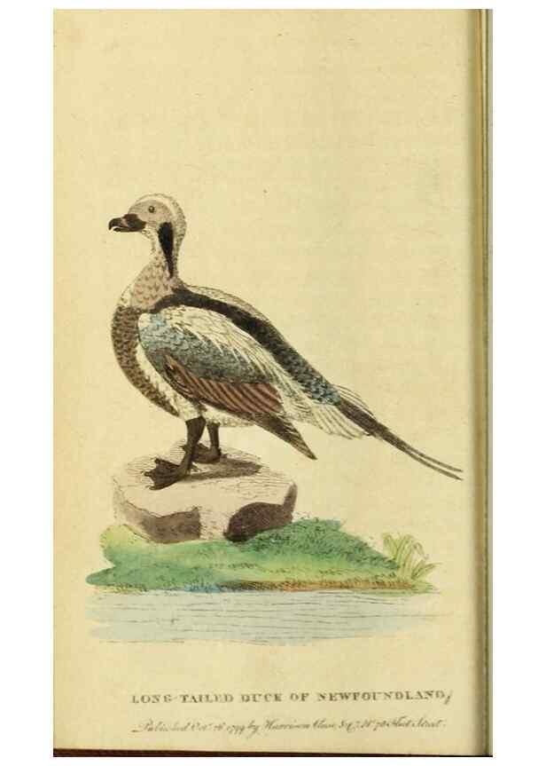 Reproducción/Reproduction 19964523759: The Naturalist's Pocket Magazine or compleat cabinet of the curiosities and beauties of nature.. London.